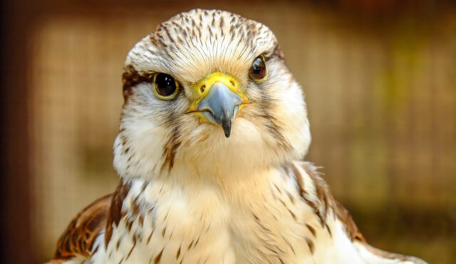 Greifvogel